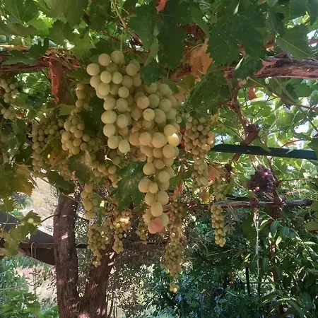 Datça, Mesudiye 'de Müstakil,Günlük,KİRALIK Villa Villa
