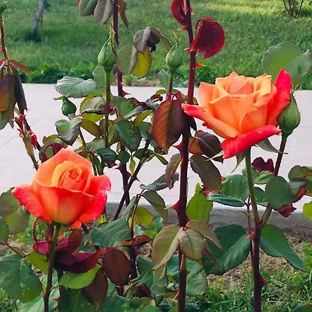 Datça, Mesudiye 'de Müstakil,Günlük,KİRALIK Villa