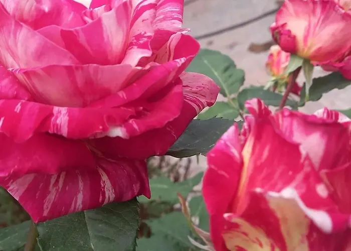 Villa Datca, Mesudiye 'de Muestakil,guenluek,kiralik