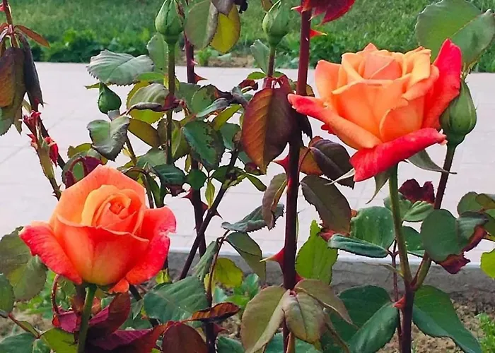 Datca, Mesudiye 'de Muestakil,guenluek,kiralik