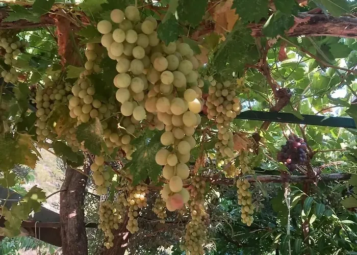 Datca, Mesudiye 'de Muestakil,guenluek,kiralik Vila