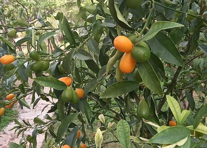Villa Datca, Mesudiye 'de Muestakil,guenluek,kiralik Datça
