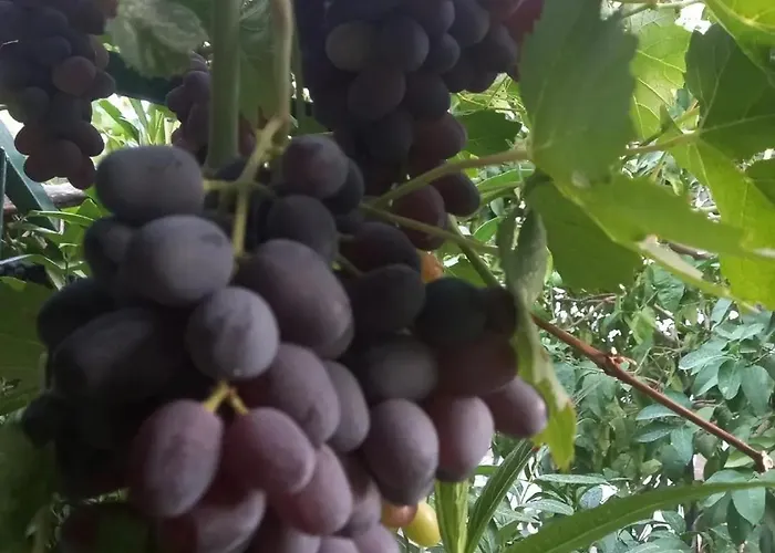 Vila Datca, Mesudiye 'de Muestakil,guenluek,kiralik *